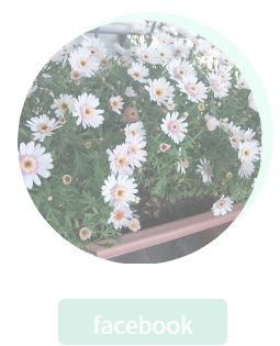 白いお花