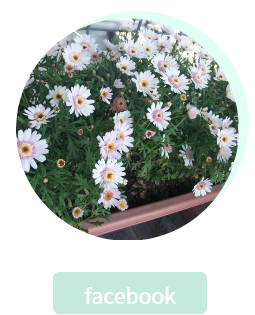 白いお花